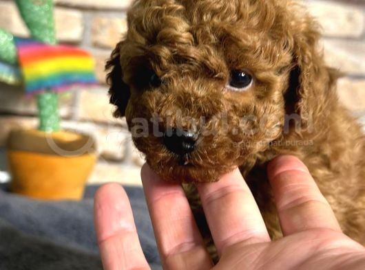 Kıvırcık Tüy Yumağı Toy Poodle Yavrularım görsel