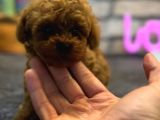 kıvırcık tüy yumağı toy poodle yavrularım