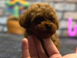 Kıvırcık Tüy Yumağı Toy Poodle Yavrularım