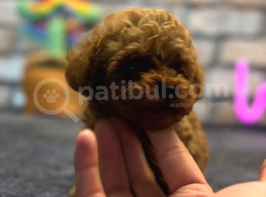 Kıvırcık Tüy Yumağı Toy Poodle Yavrularım görsel