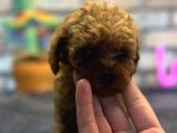 Kıvırcık Tüy Yumağı Toy Poodle Yavrularım