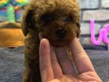 Kıvırcık Tüy Yumağı Toy Poodle Yavrularım