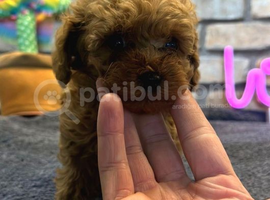 Kıvırcık Tüy Yumağı Toy Poodle Yavrularım görsel