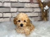 kıvırcık tüy yumağı toy poodle yavrularım