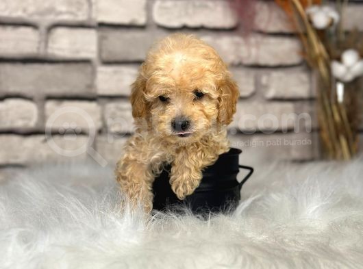 Kıvırcık Tüy Yumağı Toy Poodle Yavrularım görsel
