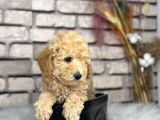 Kıvırcık Tüy Yumağı Toy Poodle Yavrularım
