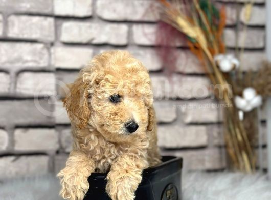 Kıvırcık Tüy Yumağı Toy Poodle Yavrularım görsel
