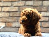 Kıvırcık Tüy Yumağı Toy Poodle Yavrularım