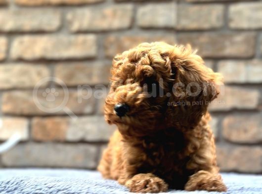 Kıvırcık Tüy Yumağı Toy Poodle Yavrularım görsel
