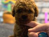 Kıvırcık Tüy Yumağı Toy Poodle Yavrularım