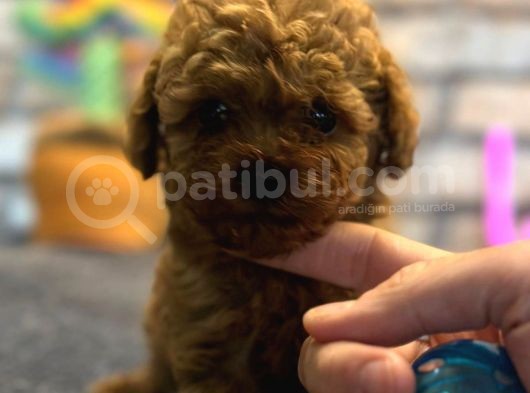 Kıvırcık Tüy Yumağı Toy Poodle Yavrularım görsel