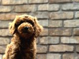Kıvırcık Tüy Yumağı Toy Poodle Yavrularım