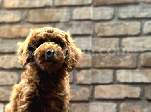 Kıvırcık Tüy Yumağı Toy Poodle Yavrularım görsel