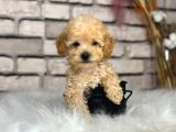 Kıvırcık Tüy Yumağı Toy Poodle Yavrularım