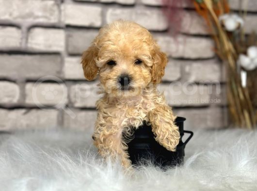 Kıvırcık Tüy Yumağı Toy Poodle Yavrularım görsel