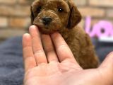 Kıvırcık Tüy Yumağı Toy Poodle Yavrularım