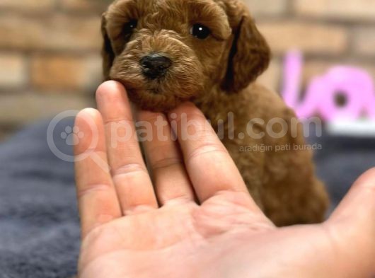 Kıvırcık Tüy Yumağı Toy Poodle Yavrularım görsel