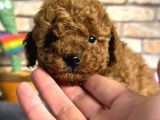 Kıvırcık Tüy Yumağı Toy Poodle Yavrularım