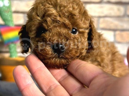 Kıvırcık Tüy Yumağı Toy Poodle Yavrularım görsel