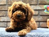 Kıvırcık Tüy Yumağı Toy Poodle Yavrularım