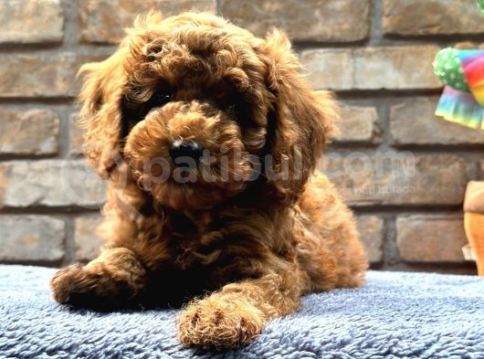 Kıvırcık Tüy Yumağı Toy Poodle Yavrularım görsel