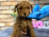 Kıvırcık Tüy Yumağı Toy Poodle Yavrularım