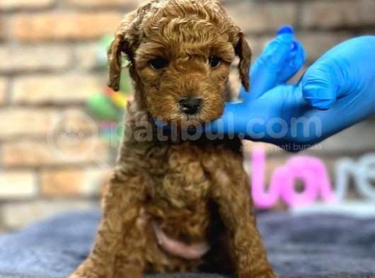 Kıvırcık Tüy Yumağı Toy Poodle Yavrularım görsel