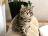 Bri̇ti̇sh Shorthai̇r Golden Black Ve Tabby Yavrumuz