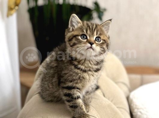 Bri̇ti̇sh Shorthai̇r Golden Black Ve Tabby Yavrumuz görsel