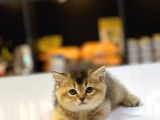 Bri̇ti̇sh Shorthai̇r Golden Black Ve Tabby Yavrumuz