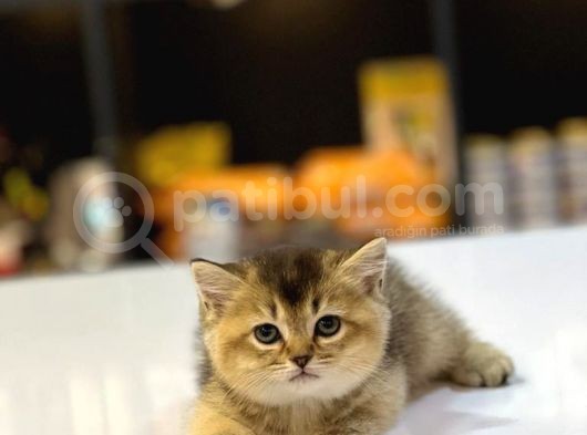 Bri̇ti̇sh Shorthai̇r Golden Black Ve Tabby Yavrumuz görsel
