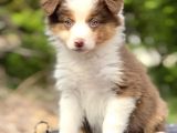 Secereli Ausie Yavruları Avusturalya Çoban Köpeği
