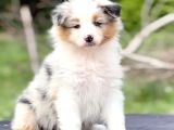 Secereli ausie yavruları Avusturalya Çoban Köpeği