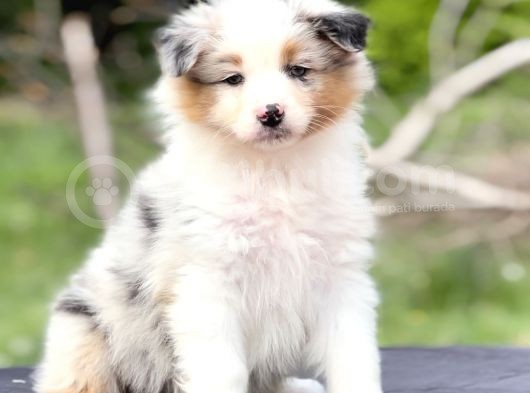 Secereli Ausie Yavruları Avusturalya Çoban Köpeği