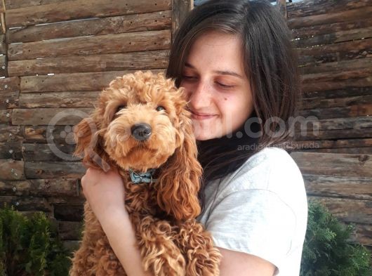 Bayram Şekeri Toy Poodle Bebekler görsel