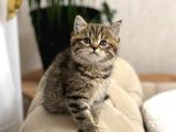 Bri̇ti̇sh Shorthai̇r Golden Black Ve Tabby Yavrumuz