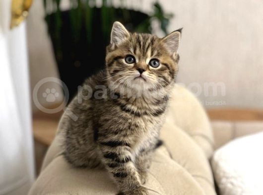 Bri̇ti̇sh Shorthai̇r Golden Black Ve Tabby Yavrumuz görsel