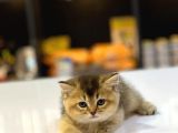 Bri̇ti̇sh Shorthai̇r Golden Black Ve Tabby Yavrumuz