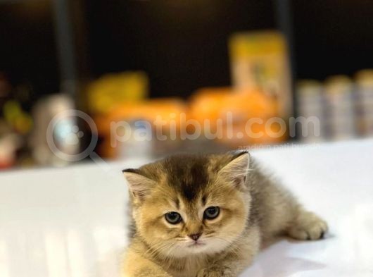Bri̇ti̇sh Shorthai̇r Golden Black Ve Tabby Yavrumuz görsel