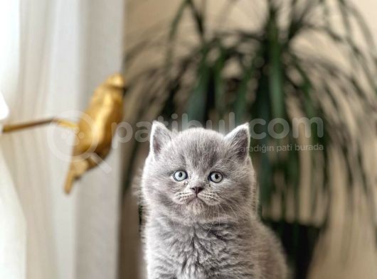 Blue Güzelli̇kleri̇m Bri̇ti̇sh Shorthai̇r Yavrularim görsel