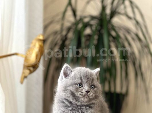 Blue Güzelli̇kleri̇m Bri̇ti̇sh Shorthai̇r Yavrularim görsel