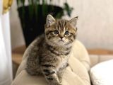 Bri̇ti̇sh Shorthai̇r Golden Black Ve Tabby Yavrumuz