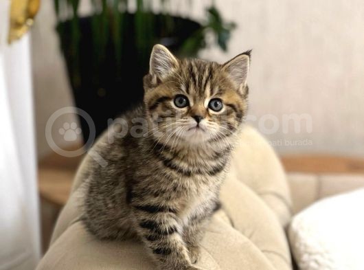 Bri̇ti̇sh Shorthai̇r Golden Black Ve Tabby Yavrumuz görsel