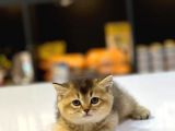 Bri̇ti̇sh Shorthai̇r Golden Black Ve Tabby Yavrumuz