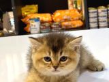BRİTİSH SHORTHAİR GOLDEN BLACK VE TABBY YAVRUMUZ