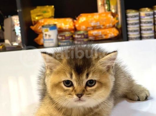 Bri̇ti̇sh Shorthai̇r Golden Black Ve Tabby Yavrumuz