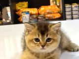 Bri̇ti̇sh Shorthai̇r Golden Black Ve Tabby Yavrumuz