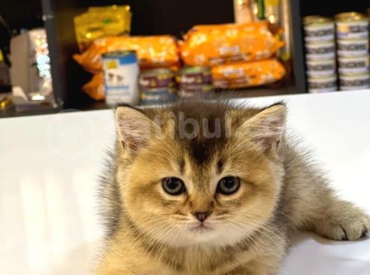 Bri̇ti̇sh Shorthai̇r Golden Black Ve Tabby Yavrumuz görsel
