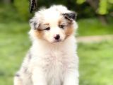 Secereli Ausie Yavruları Avusturalya Çoban Köpeği