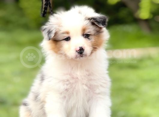 Secereli Ausie Yavruları Avusturalya Çoban Köpeği görsel